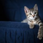 Zašto mačke udomljavamo samo u Zagreb?