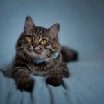 Zašto udomiti odraslu macu?