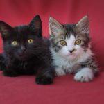 Zašto je bolje udomiti dva mačića?