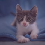 Želiš udomiti malog mačića?