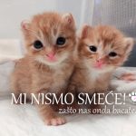 Kako othraniti tek rođene mačiće?