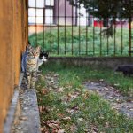 Otrovne sobne biljke