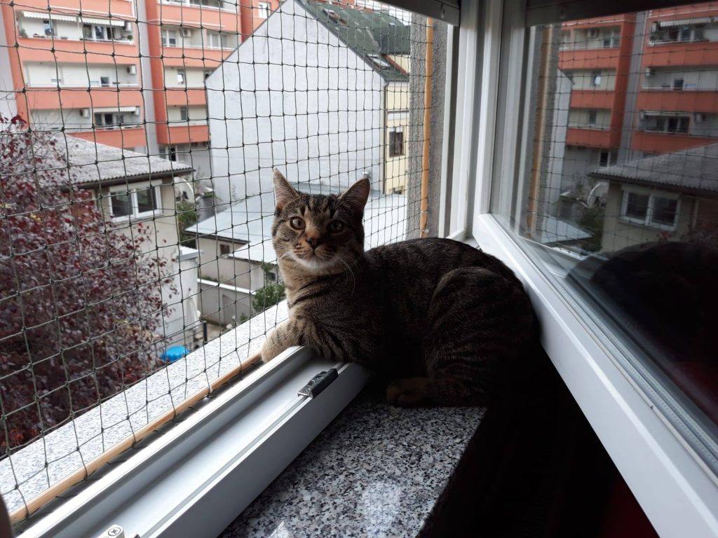 50411492_2414494095289883_6017714472683044864_n