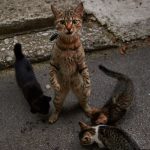 Kastracija /sterilizacija mačaka