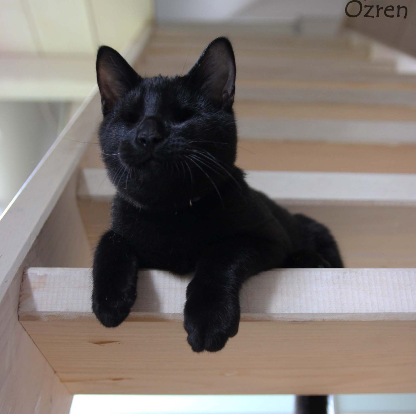 ozren