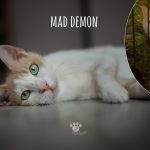 Mad Demon